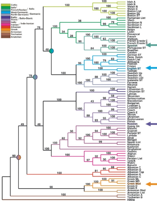 Эволюционное древо индоевропейских языков.