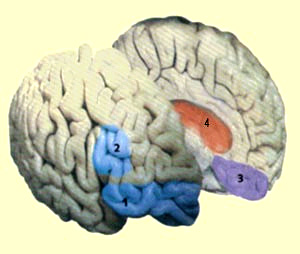 Некоторые отделы мозга, так или иначе связанные с эмоциями